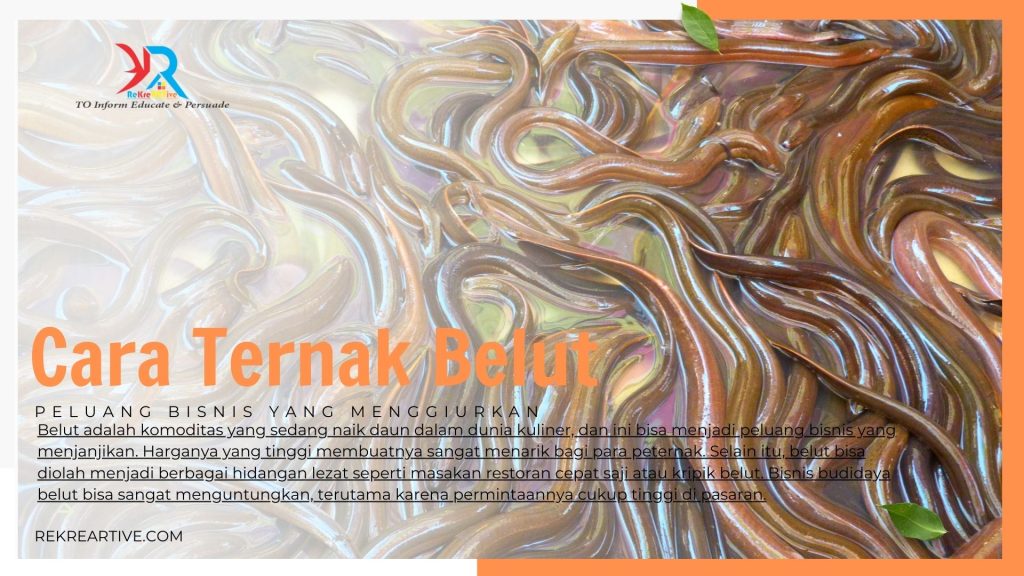 Cara Ternak Belut