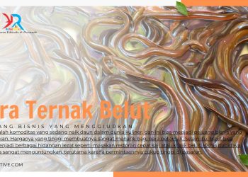 Cara Ternak Belut