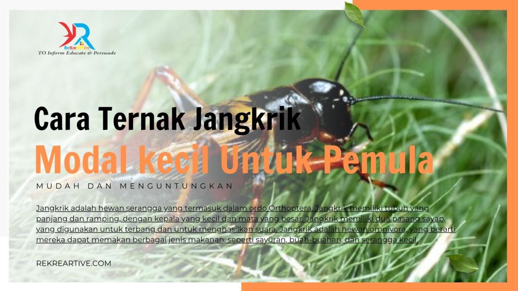 Cara Ternak Jangkrik Modal kecil Untuk Pemula