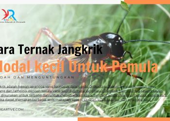 Cara Ternak Jangkrik Modal kecil Untuk Pemula