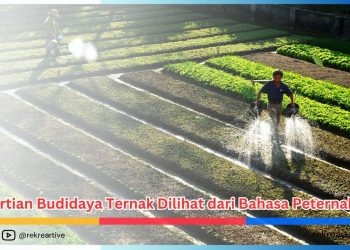 Pengertian Budidaya Ternak Dilihat dari Bahasa Peternakan