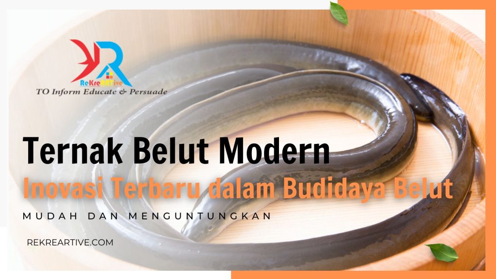 Ternak Belut Modern Inovasi Lebih Mudah dan Menguntungkan