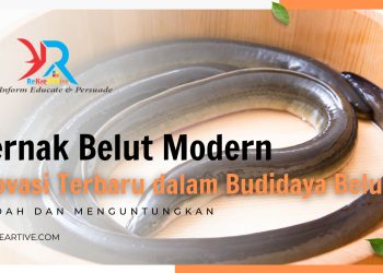 Ternak Belut Modern Inovasi Lebih Mudah dan Menguntungkan