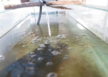 ternak belut di air bersih