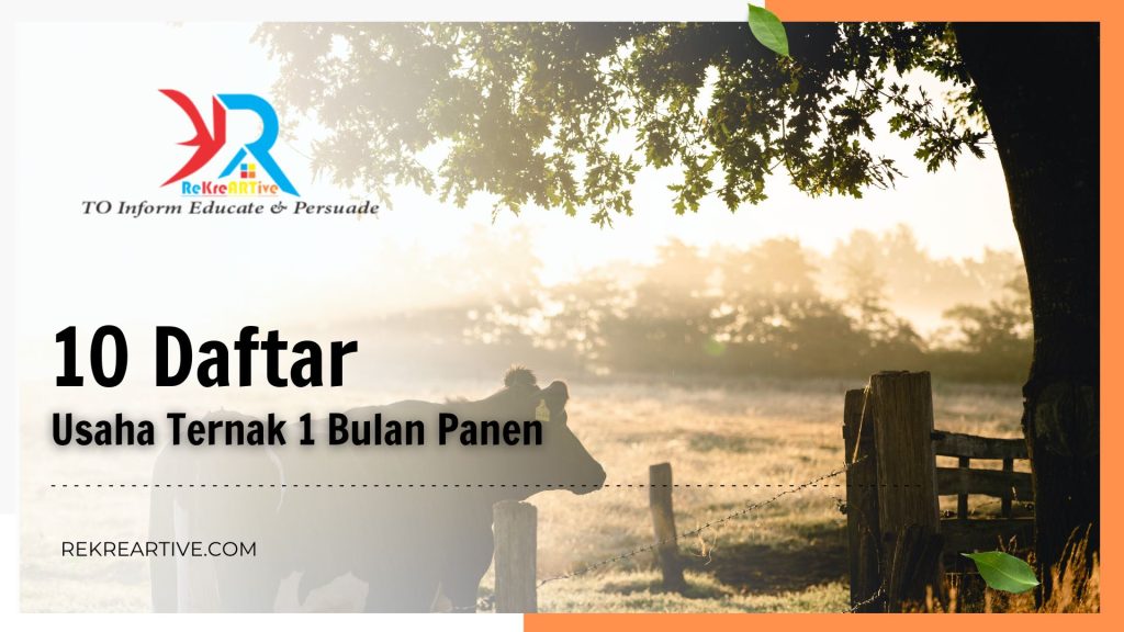 usaha ternak 1 bulan panen