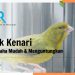 cara ternak kenari