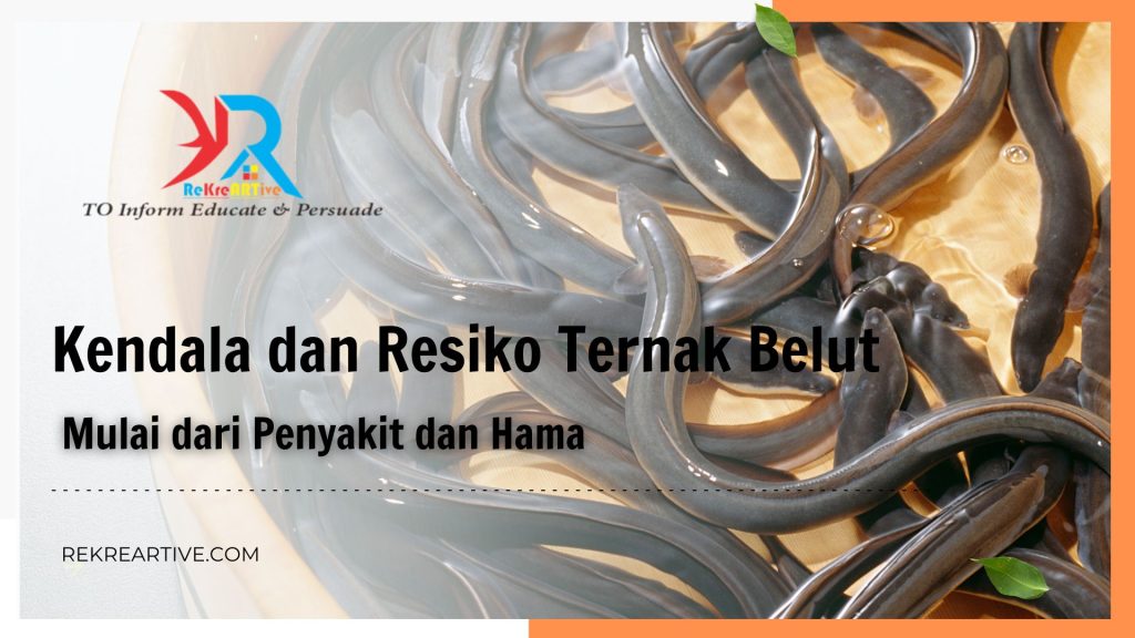Kendala dan Resiko Ternak Belut Mulai dari Penyakit dan Hama