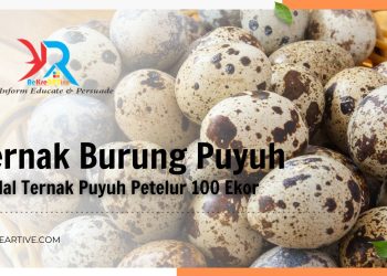 Modal Ternak Puyuh Petelur 100 Ekor