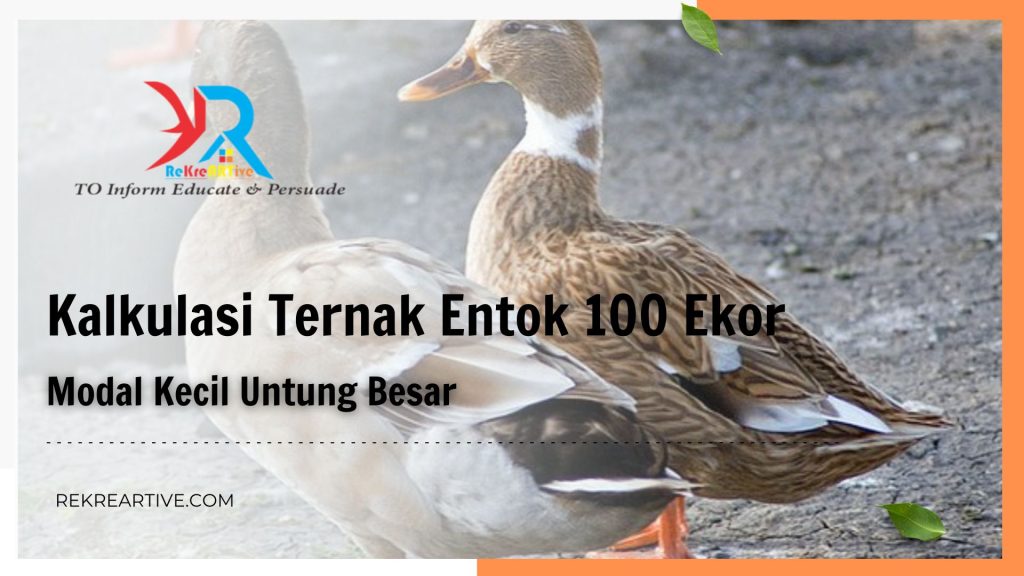 Kalkulasi Ternak Entok 100 Ekor
