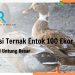 Kalkulasi Ternak Entok 100 Ekor