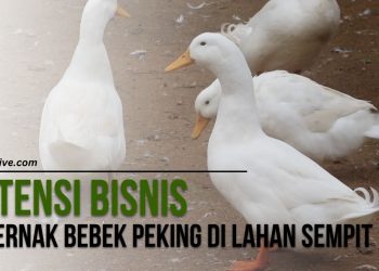 Cara Efektif Beternak Bebek Peking di Lahan Sempit