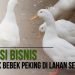 Cara Efektif Beternak Bebek Peking di Lahan Sempit