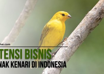 Potensi Bisnis Ternak Kenari di Indonesia