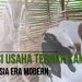Potensi ternak Kambing di Indonesia Era Modern