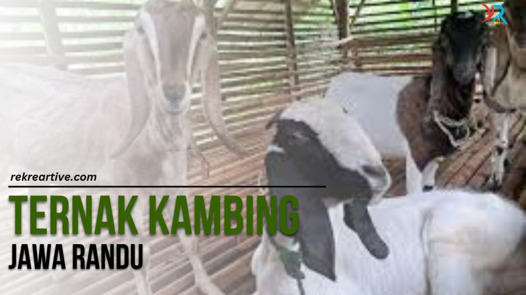Ternak Kambing Jawa Randu