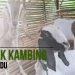 Ternak Kambing Jawa Randu