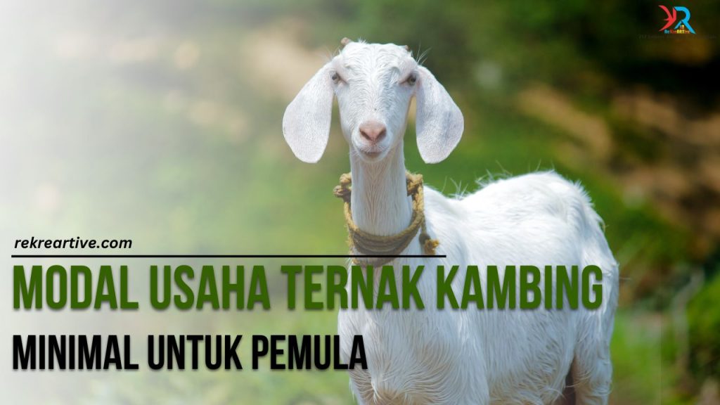 Modal Usaha Ternak Kambing Minimal Untuk Pemula