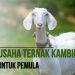 Modal Usaha Ternak Kambing Minimal Untuk Pemula