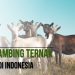 Jenis Kambing Ternak Populer di Indonesia