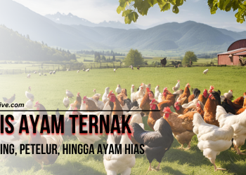 Jenis Ayam Ternak