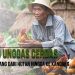 Ayam si Unggas Cerdas Sejarah Panjang dari Hutan Hingga Ke Kandang