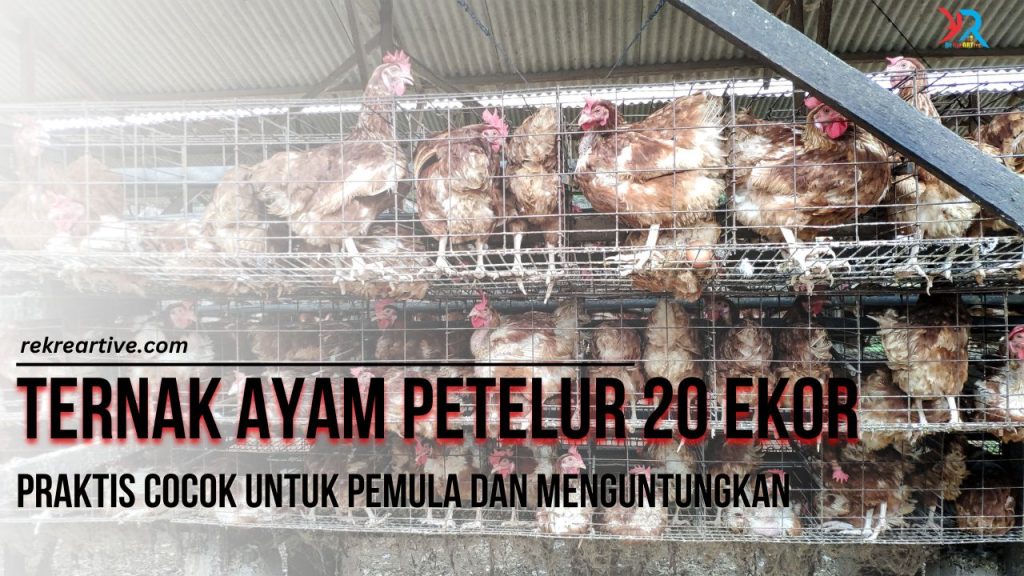 Ternak Ayam Petelur 20 Ekor