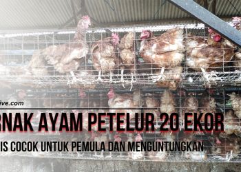 Ternak Ayam Petelur 20 Ekor