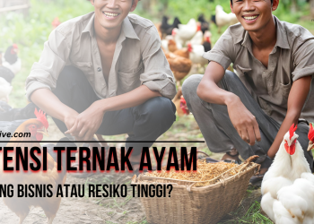 Potensi Ternak Ayam Peluang Bisnis atau Resiko Tinggi?