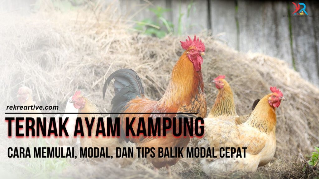 Ternak Ayam Kampung : Cara Memulai, Modal, dan Tips Balik Modal Cepat