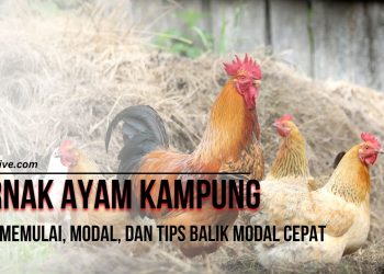 Ternak Ayam Kampung : Cara Memulai, Modal, dan Tips Balik Modal Cepat