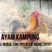 Ternak Ayam Kampung : Cara Memulai, Modal, dan Tips Balik Modal Cepat