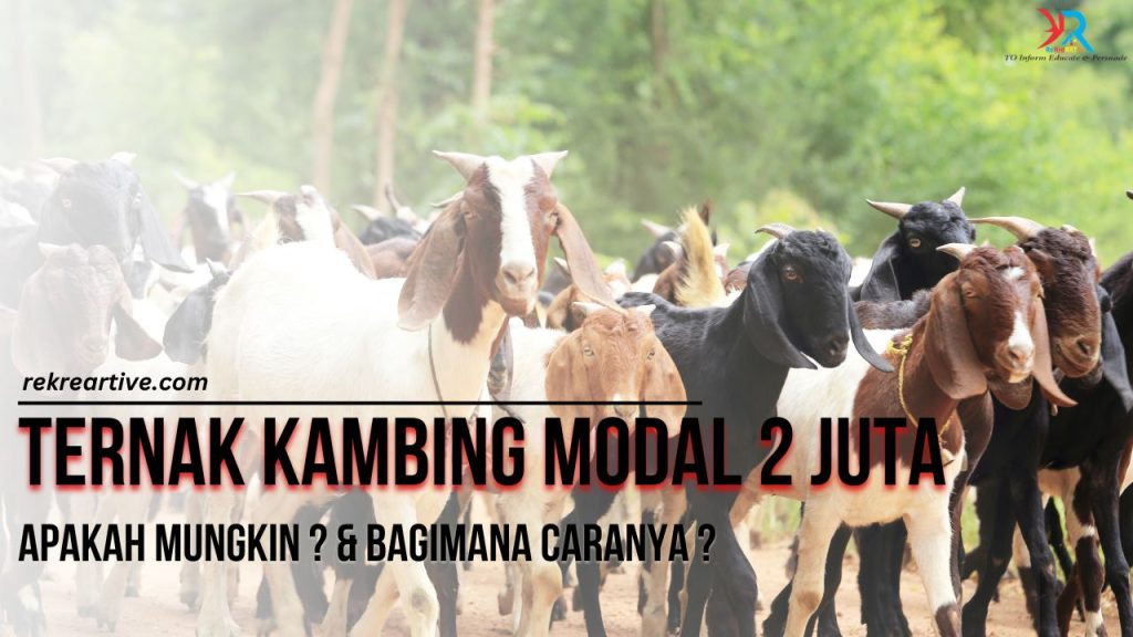 ternak kambing modal 2 juta