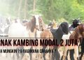 ternak kambing modal 2 juta