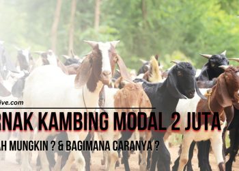 ternak kambing modal 2 juta