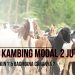 ternak kambing modal 2 juta
