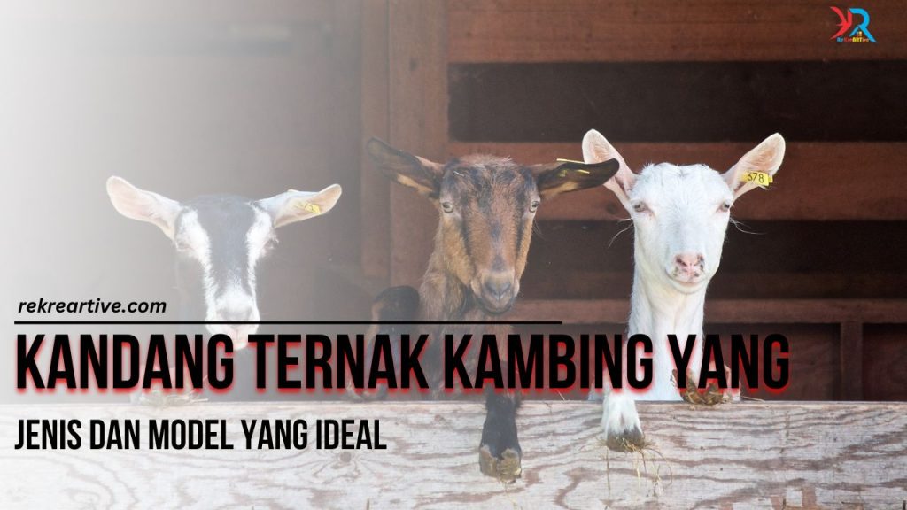 Jenis Model Kandang Ternak Kambing yang Ideal