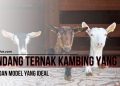 Jenis Model Kandang Ternak Kambing yang Ideal